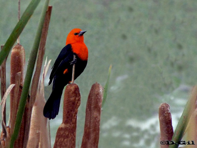FEDERAL (Amblyramphus holosericeus) - Bañado de los indios-ROCHA (Mayo 2010)